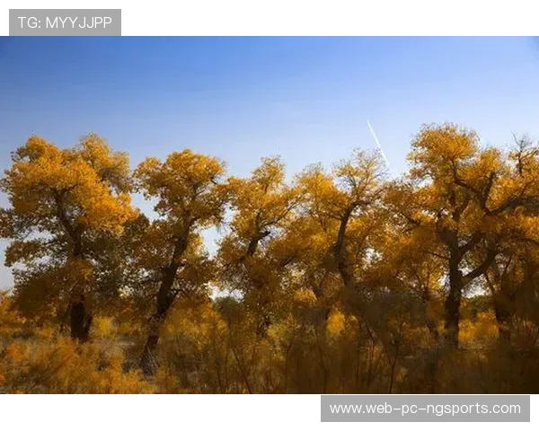 滑板新手必看:从零开始的比赛经验与技巧全面指南 滑板新手必看:从零开始的比赛经验与技巧全面指南